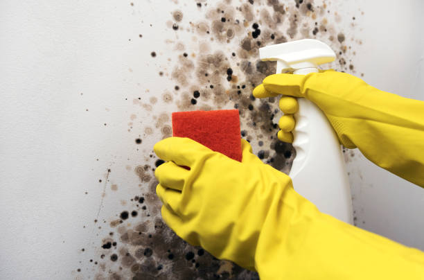 Best Emergency Mold Removal  in Wetherington, OH