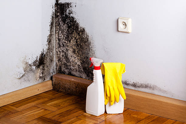 Best Mold Inspection  in Wetherington, OH